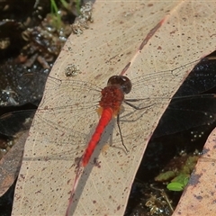 Nannodiplax rubra (Pygmy Percher) at Gibberagee, NSW - 4 Nov 2018 by Bungybird