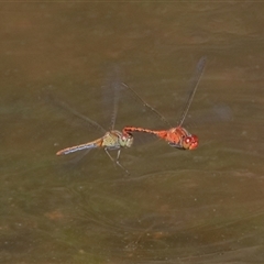 Diplacodes bipunctata (Wandering Percher) at Gibberagee, NSW - 6 Nov 2018 by Bungybird