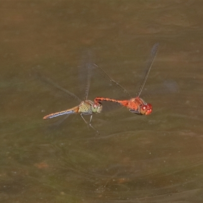 Diplacodes bipunctata (Wandering Percher) at Gibberagee, NSW - 6 Nov 2018 by Bungybird