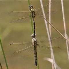 Orthetrum sabina (Slender Skimmer) at Gibberagee, NSW - 5 Nov 2018 by Bungybird