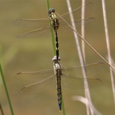 Orthetrum sabina (Slender Skimmer) at Gibberagee, NSW - 5 Nov 2018 by Bungybird