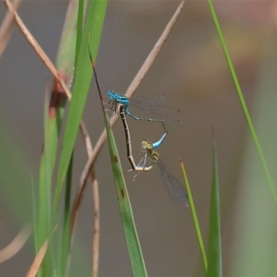 Austroagrion watsoni (Eastern Billabongfly) at Gibberagee, NSW - 5 Nov 2018 by Bungybird