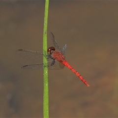 Nannodiplax rubra (Pygmy Percher) at Gibberagee, NSW - 5 Nov 2018 by Bungybird