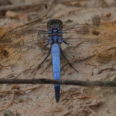 Orthetrum caledonicum (Blue Skimmer) at Gibberagee, NSW - 18 Dec 2016 by Bungybird