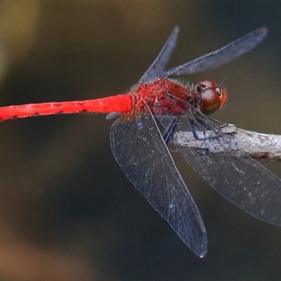 Nannodiplax rubra (Pygmy Percher) at Gibberagee, NSW - 18 Dec 2016 by Bungybird