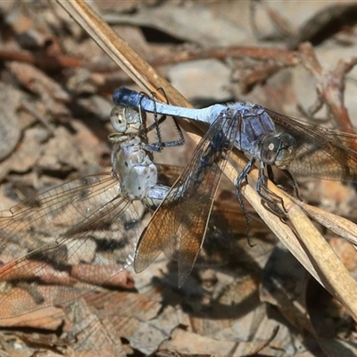 Orthetrum caledonicum (Blue Skimmer) at Gibberagee, NSW - 20 Dec 2016 by Bungybird