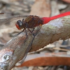 Orthetrum villosovittatum (Fiery Skimmer) at Gibberagee, NSW - 20 Dec 2016 by Bungybird