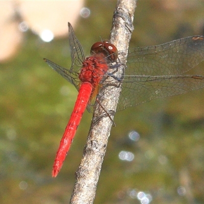 Nannodiplax rubra (Pygmy Percher) at Gibberagee, NSW - 20 Dec 2016 by Bungybird