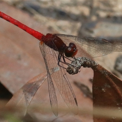 Nannodiplax rubra (Pygmy Percher) at Gibberagee, NSW - 21 Dec 2016 by Bungybird