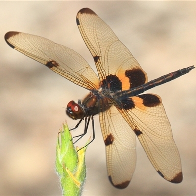 Rhyothemis phyllis (Yellow-striped Flutterer) at Gibberagee, NSW - 20 Dec 2016 by Bungybird