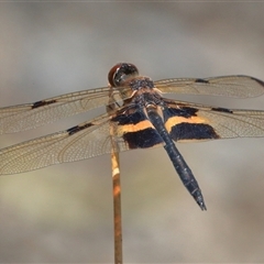 Rhyothemis phyllis (Yellow-striped Flutterer) at Gibberagee, NSW - 21 Dec 2016 by Bungybird