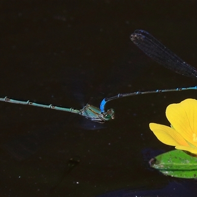 Pseudagrion microcephalum (Blue Riverdamsel) at Gibberagee, NSW - 20 Dec 2016 by Bungybird