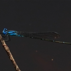 Pseudagrion microcephalum (Blue Riverdamsel) at Gibberagee, NSW - 20 Dec 2016 by Bungybird