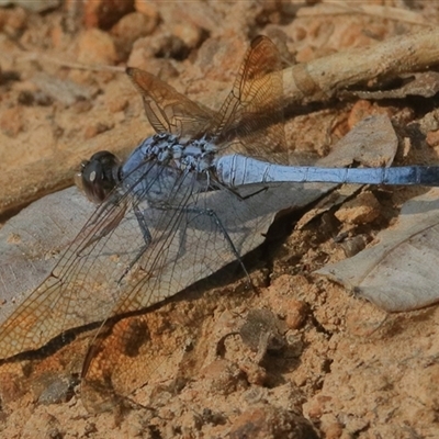 Orthetrum caledonicum (Blue Skimmer) at Gibberagee, NSW - 25 Dec 2016 by Bungybird