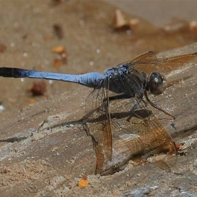 Orthetrum caledonicum (Blue Skimmer) at Bungawalbin, NSW - 25 Dec 2016 by Bungybird