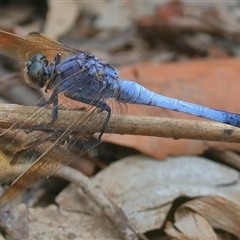 Orthetrum caledonicum (Blue Skimmer) at Gibberagee, NSW - 24 Dec 2016 by Bungybird