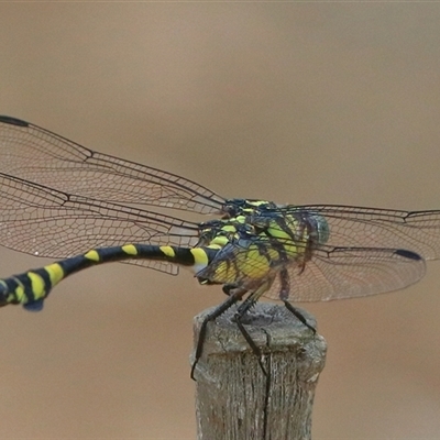 Ictinogomphus australis (Australian Tiger) at Gibberagee, NSW - 25 Dec 2016 by Bungybird