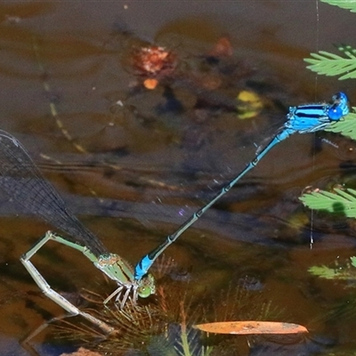 Pseudagrion microcephalum (Blue Riverdamsel) at Bungawalbin, NSW - 24 Dec 2016 by Bungybird