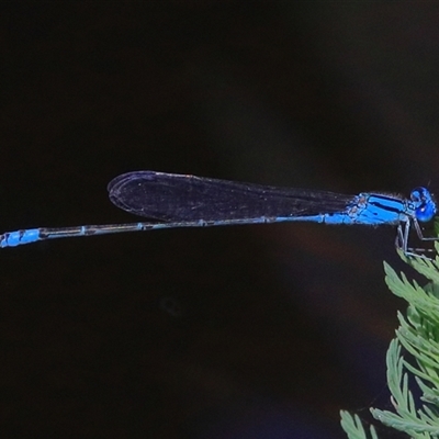 Pseudagrion microcephalum (Blue Riverdamsel) at Bungawalbin, NSW - 24 Dec 2016 by Bungybird