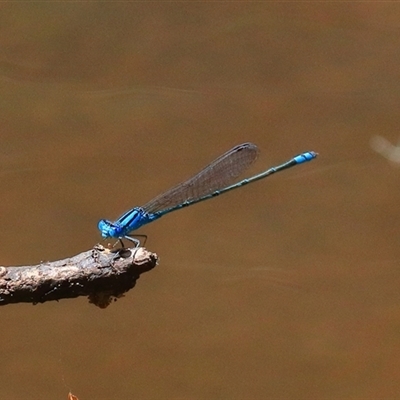 Pseudagrion microcephalum (Blue Riverdamsel) at Bungawalbin, NSW - 24 Dec 2016 by Bungybird