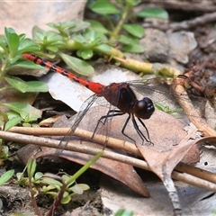 Diplacodes melanopsis (Black-faced Percher) at Gibberagee, NSW - 25 Dec 2016 by Bungybird