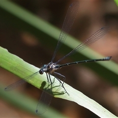 Austroargiolestes icteromelas (Common Flatwing) at Bungawalbin, NSW - 25 Dec 2016 by Bungybird