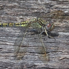 Orthetrum caledonicum (Blue Skimmer) at Gibberagee, NSW - 26 Dec 2016 by Bungybird