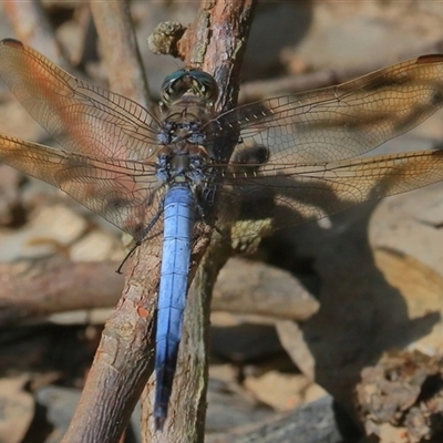 Orthetrum caledonicum (Blue Skimmer) at Gibberagee, NSW - 26 Dec 2016 by Bungybird