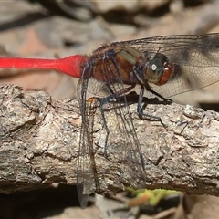 Orthetrum villosovittatum (Fiery Skimmer) at Gibberagee, NSW - 26 Dec 2016 by Bungybird