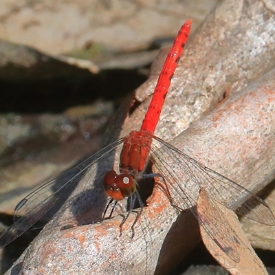 Nannodiplax rubra (Pygmy Percher) at Gibberagee, NSW - 26 Dec 2016 by Bungybird