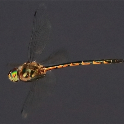 Hemicordulia australiae (Australian Emerald) at Gibberagee, NSW - 29 Dec 2016 by Bungybird