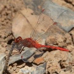 Diplacodes bipunctata (Wandering Percher) at Gibberagee, NSW - 30 Dec 2016 by Bungybird