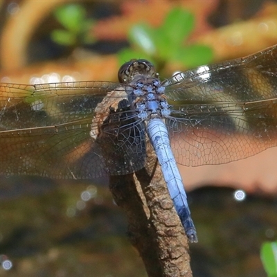 Orthetrum caledonicum (Blue Skimmer) at Gibberagee, NSW - 30 Dec 2016 by Bungybird