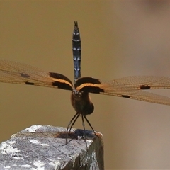 Rhyothemis phyllis (Yellow-striped Flutterer) at Gibberagee, NSW - 30 Dec 2016 by Bungybird