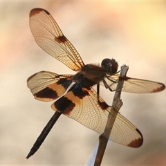 Rhyothemis phyllis (Yellow-striped Flutterer) at Gibberagee, NSW - 30 Dec 2016 by Bungybird