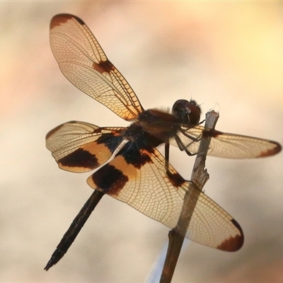 Rhyothemis phyllis (Yellow-striped Flutterer) at Gibberagee, NSW - 30 Dec 2016 by Bungybird