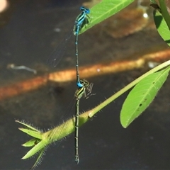 Austroagrion watsoni (Eastern Billabongfly) at Gibberagee, NSW - 30 Dec 2016 by Bungybird