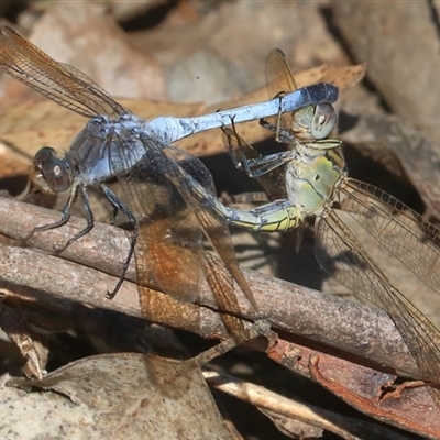 Orthetrum caledonicum (Blue Skimmer) at Gibberagee, NSW - 31 Dec 2016 by Bungybird