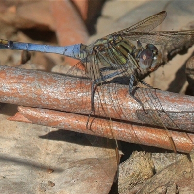 Orthetrum caledonicum (Blue Skimmer) at Gibberagee, NSW - 31 Dec 2016 by Bungybird