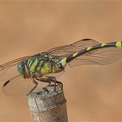 Ictinogomphus australis (Australian Tiger) at Gibberagee, NSW - 31 Dec 2016 by Bungybird