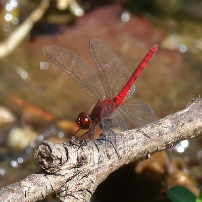 Nannodiplax rubra (Pygmy Percher) at Gibberagee, NSW - 31 Dec 2016 by Bungybird