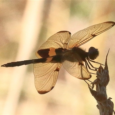 Rhyothemis phyllis (Yellow-striped Flutterer) at Gibberagee, NSW - 31 Dec 2016 by Bungybird