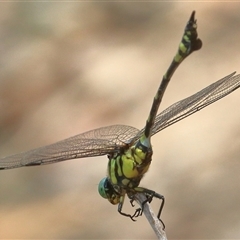 Ictinogomphus australis (Australian Tiger) at Gibberagee, NSW - 1 Jan 2017 by Bungybird