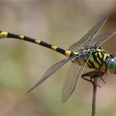 Ictinogomphus australis (Australian Tiger) at Gibberagee, NSW - 1 Jan 2017 by Bungybird