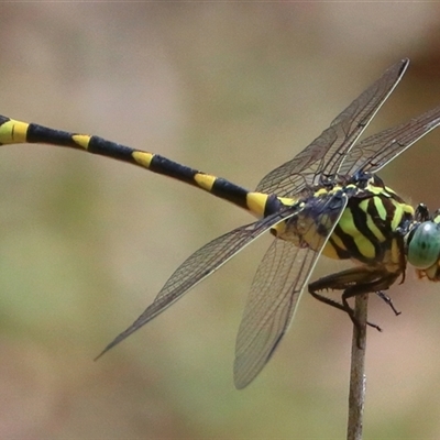 Ictinogomphus australis (Australian Tiger) at Gibberagee, NSW - 1 Jan 2017 by Bungybird