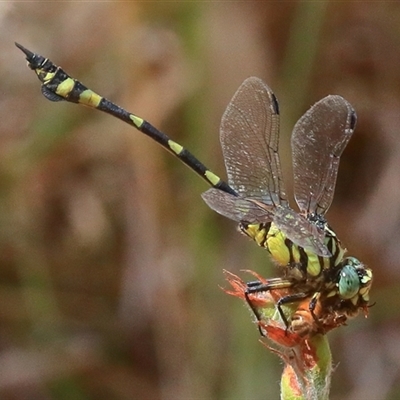 Ictinogomphus australis (Australian Tiger) at Gibberagee, NSW - 1 Jan 2017 by Bungybird