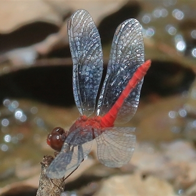 Nannodiplax rubra (Pygmy Percher) at Gibberagee, NSW - 1 Jan 2017 by Bungybird