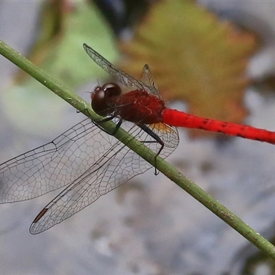 Nannodiplax rubra (Pygmy Percher) at Gibberagee, NSW - 1 Jan 2017 by Bungybird