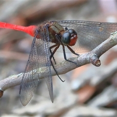 Orthetrum villosovittatum (Fiery Skimmer) at Gibberagee, NSW - 2 Jan 2017 by Bungybird