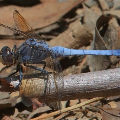 Orthetrum caledonicum (Blue Skimmer) at Gibberagee, NSW - 2 Jan 2017 by Bungybird